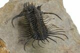 Alien-Looking Quadrops Trilobite - Spectacular Preparation #312727-5